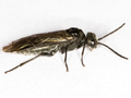 Dolerus niger